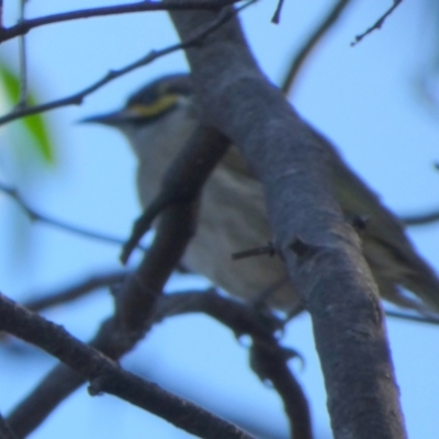 Caligavis chrysops (Yellow-faced Honeyeater) at Queanbeyan West, NSW - 22 May 2024 by Paul4K