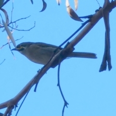 Caligavis chrysops at QPRC LGA - 22 May 2024 02:47 PM