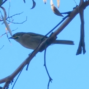 Caligavis chrysops at QPRC LGA - 22 May 2024 02:47 PM