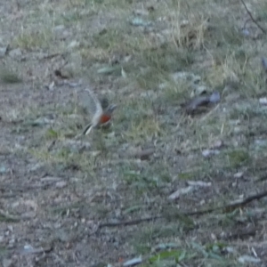 Petroica boodang at Bicentennial Park - 22 May 2024 02:45 PM