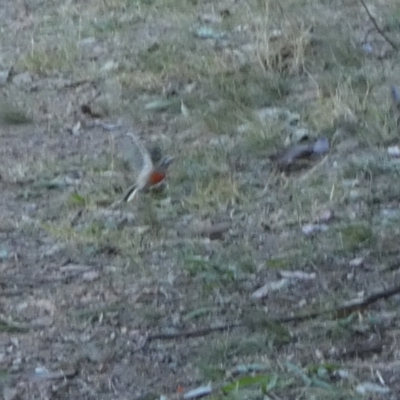 Petroica boodang (Scarlet Robin) at Bicentennial Park - 22 May 2024 by Paul4K