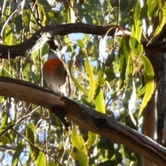 Petroica boodang at Bicentennial Park - 22 May 2024 02:45 PM