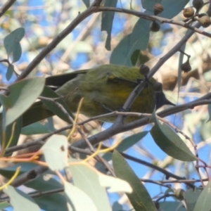 Nesoptilotis leucotis at Bicentennial Park - 22 May 2024