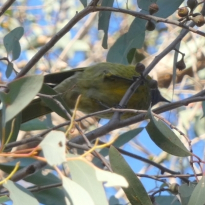 Nesoptilotis leucotis at Queanbeyan West, NSW - 22 May 2024 by Paul4K