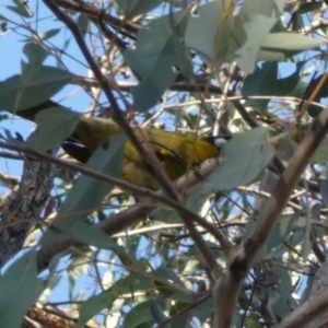 Nesoptilotis leucotis at Bicentennial Park - 22 May 2024 02:43 PM