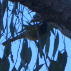 Nesoptilotis leucotis at Bicentennial Park - 22 May 2024