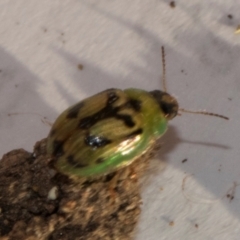 Peltoschema hamadryas at Higgins, ACT - 22 May 2024 04:01 PM