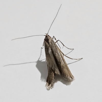 Ptochostola microphaeellus (A Crambid moth) at Flynn, ACT - 22 May 2024 by MatthewFrawley