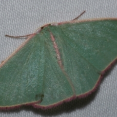 Chlorocoma undescribed species MoVsp3 (An Emerald moth) at WendyM's farm at Freshwater Ck. - 15 Feb 2021 by WendyEM