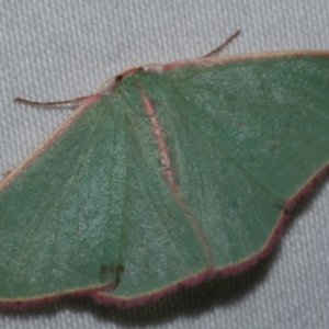 Chlorocoma undescribed species MoVsp3 at WendyM's farm at Freshwater Ck. - 16 Feb 2021