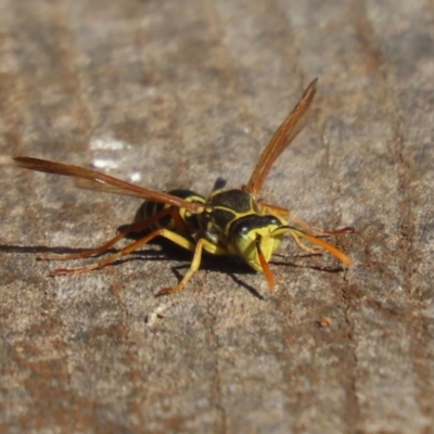 Polistes (Polistes) chinensis (Asian paper wasp) at Jerrabomberra Wetlands - 22 May 2024 by RodDeb