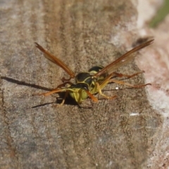 Polistes (Polistes) chinensis at Jerrabomberra Wetlands - 22 May 2024