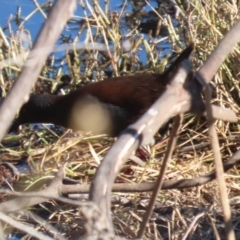 Zapornia tabuensis (Spotless Crake) at Fyshwick, ACT - 22 May 2024 by RodDeb