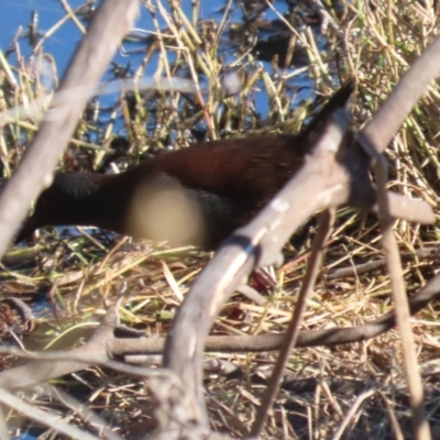 Gallinula tenebrosa at Fyshwick, ACT - 22 May 2024 by RodDeb