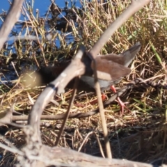 Zapornia tabuensis at Jerrabomberra Wetlands - 22 May 2024 01:51 PM