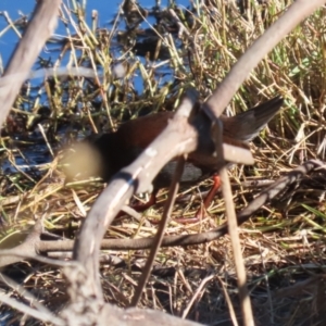 Zapornia tabuensis at Jerrabomberra Wetlands - 22 May 2024