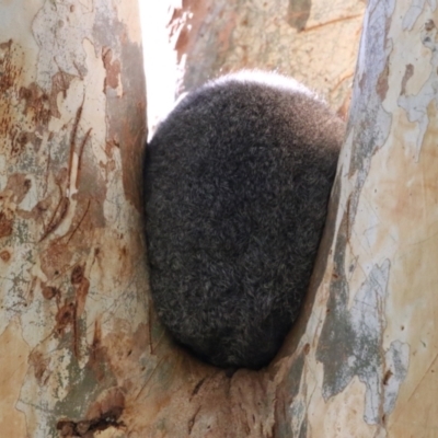 Trichosurus vulpecula (Common Brushtail Possum) at Jerrabomberra Wetlands - 22 May 2024 by RodDeb