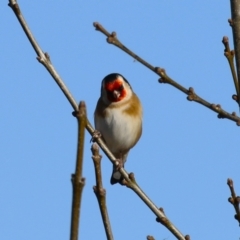 Carduelis carduelis (European Goldfinch) at Fyshwick, ACT - 22 May 2024 by RodDeb