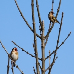 Carduelis carduelis at JER550: JWs - Jerra Ck @ Board Walk - 22 May 2024 02:13 PM