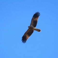 Haliastur sphenurus (Whistling Kite) at Jerrabomberra Wetlands - 22 May 2024 by RodDeb