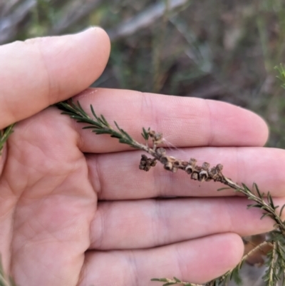 Melaleuca parvistaminea (Small-flowered Honey-myrtle) at Melba, ACT - 22 May 2024 by rbannister