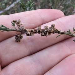 Melaleuca parvistaminea at Melba, ACT - 22 May 2024