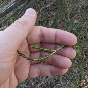 Melaleuca parvistaminea at Melba, ACT - 22 May 2024