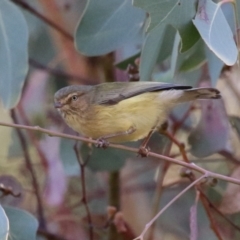 Smicrornis brevirostris (Weebill) at Jerrabomberra Wetlands - 22 May 2024 by RodDeb