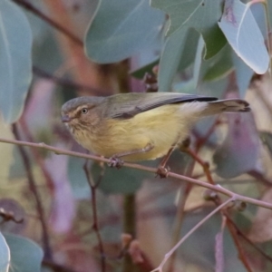 Smicrornis brevirostris at Jerrabomberra Wetlands - 22 May 2024 01:57 PM