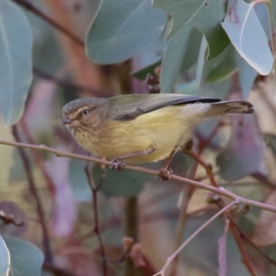 Smicrornis brevirostris (Weebill) at Fyshwick, ACT - 22 May 2024 by RodDeb