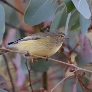 Smicrornis brevirostris at Jerrabomberra Wetlands - 22 May 2024 01:57 PM