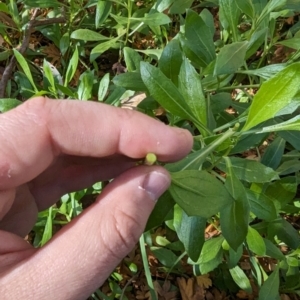 Dimorphotheca ecklonis at Melba, ACT - 22 May 2024