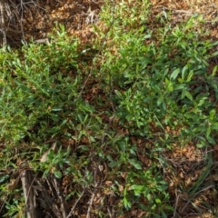 Dimorphotheca ecklonis at Melba, ACT - 22 May 2024