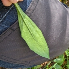 Dimorphotheca ecklonis at Melba, ACT - 22 May 2024 11:40 AM