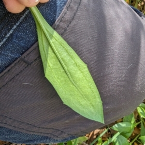 Dimorphotheca ecklonis at Melba, ACT - 22 May 2024 11:40 AM