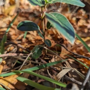 Viburnum tinus at Melba, ACT - 22 May 2024