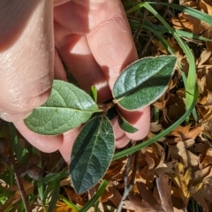 Viburnum tinus at Melba, ACT - 22 May 2024