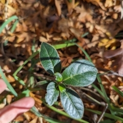 Viburnum tinus at Melba, ACT - 22 May 2024