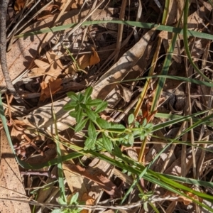 Galium aparine at Melba, ACT - 22 May 2024 11:42 AM