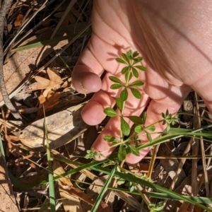 Galium aparine at Melba, ACT - 22 May 2024 11:42 AM