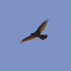 Accipiter fasciatus (Brown Goshawk) at Fyshwick, ACT - 22 May 2024 by RodDeb