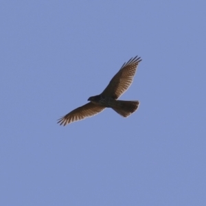 Tachyspiza fasciata at Jerrabomberra Wetlands - 22 May 2024