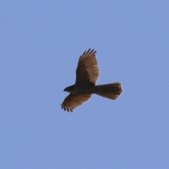 Tachyspiza fasciata at Jerrabomberra Wetlands - 22 May 2024