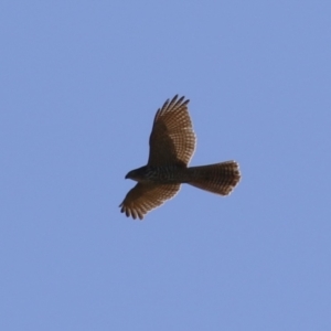 Tachyspiza fasciata at Jerrabomberra Wetlands - 22 May 2024