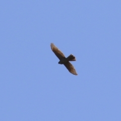 Tachyspiza fasciata at Jerrabomberra Wetlands - 22 May 2024