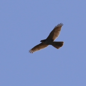 Tachyspiza fasciata at Jerrabomberra Wetlands - 22 May 2024