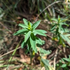 Euphorbia oblongata (Egg-leaf Spurge) at Melba, ACT - 22 May 2024 by rbannister