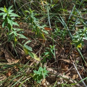 Euphorbia oblongata at Melba, ACT - 22 May 2024 11:43 AM