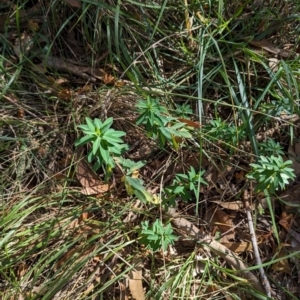 Euphorbia oblongata at Melba, ACT - 22 May 2024 11:43 AM