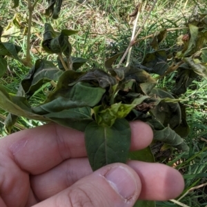 Mirabilis jalapa at Melba, ACT - 22 May 2024 11:44 AM